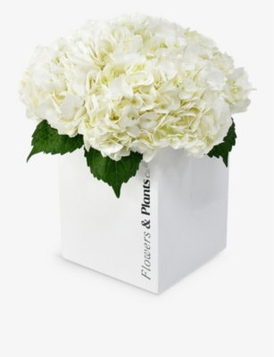 FLOWERS & PLANTS CO.: White hydrangea fresh-flower bouquet