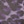Lila leopard