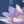 Estate blue waterlilly