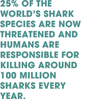 25% of the World's shark species are now threatened and humans are responsible for killing around 100 million sharks every year.