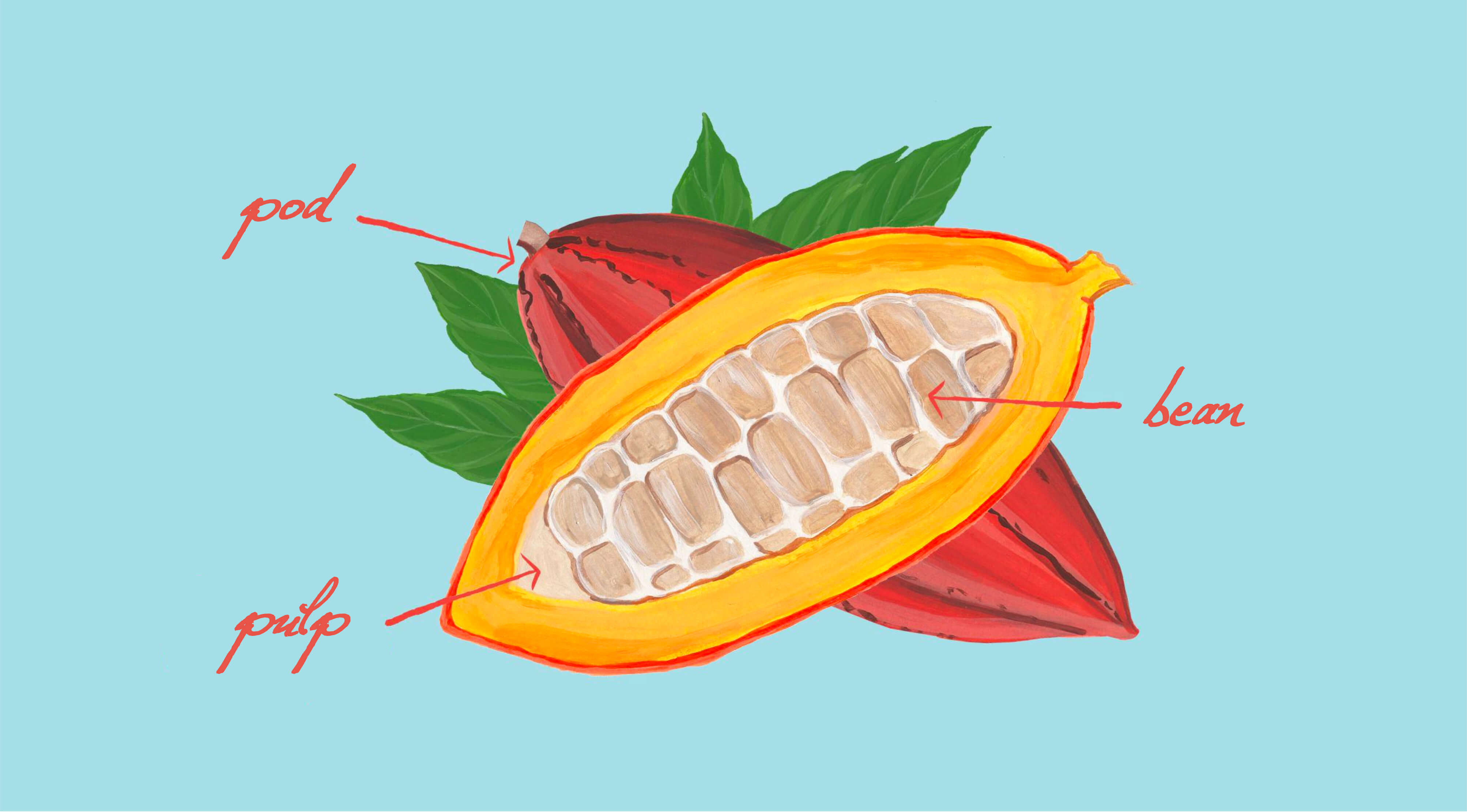 The ABC Of Earth-Conscious Chocolate | Selfridges