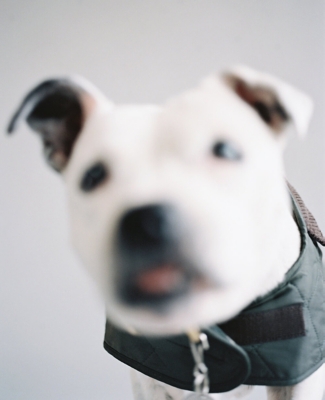 PRADA Padded buckled recycled-nylon dog collar