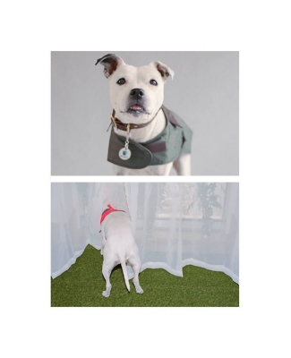 Staffordshire Bull Terrier Harness, Carriers, Coats, Raincoats
