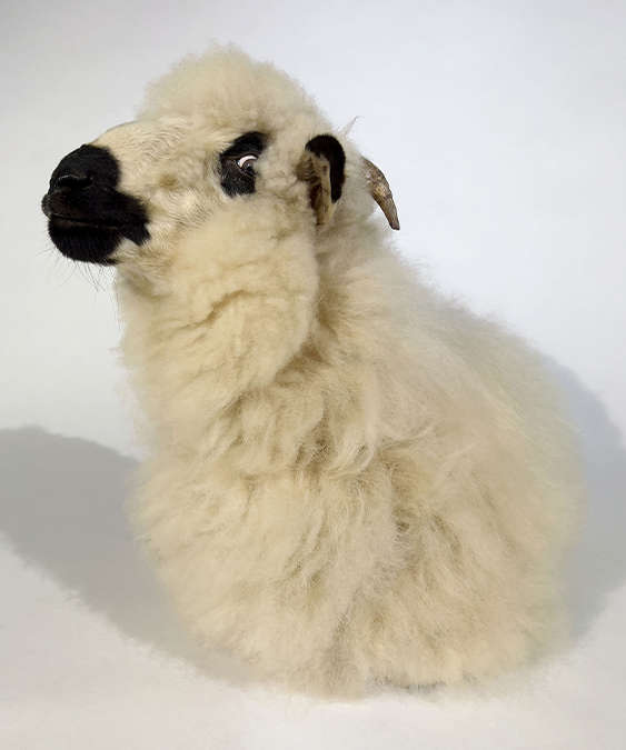 A LOEWE sheep by Juergen Teller