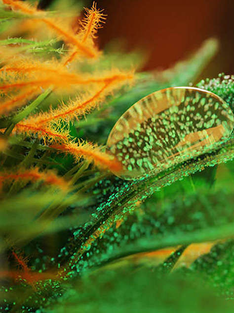 The ABC of CBD