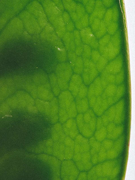 What the future holds for plant-based food