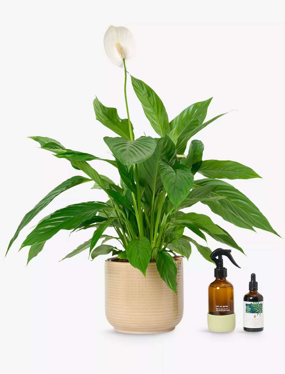 Patch Plants plant