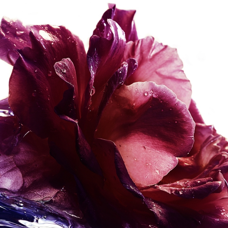 La Petite Robe Noire eau de parfum