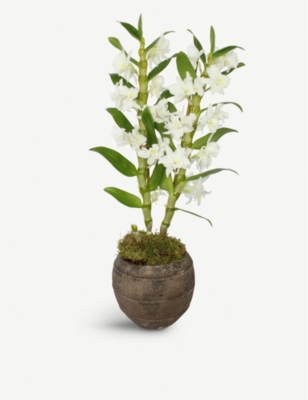 MOYSES STEVENS: White Dendrobium Orchid