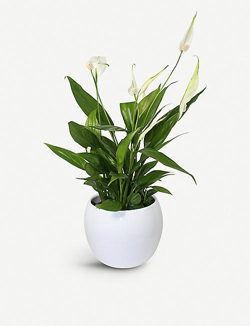 MOYSES STEVENS: Peace Lily potted plant 40cm