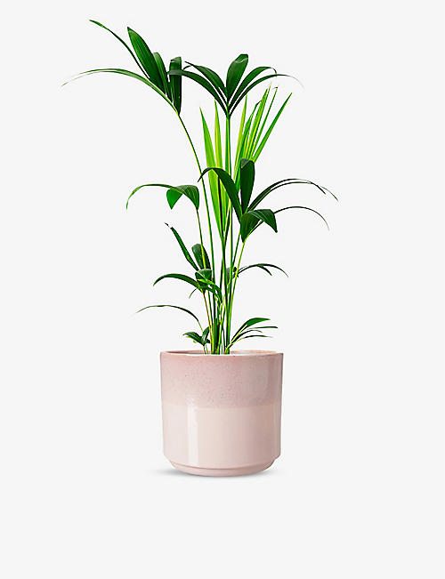CANOPY PLANTS: Howea Forsteriana plant with ceramic pot