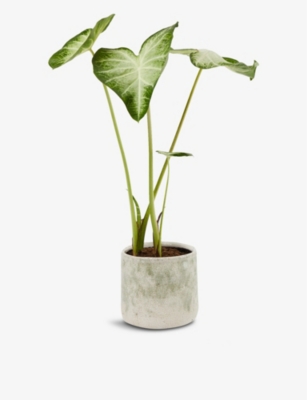 Canopy Plants Exclusive Caladium White Wonder Plant With Ceramic Pot Selfridges Com