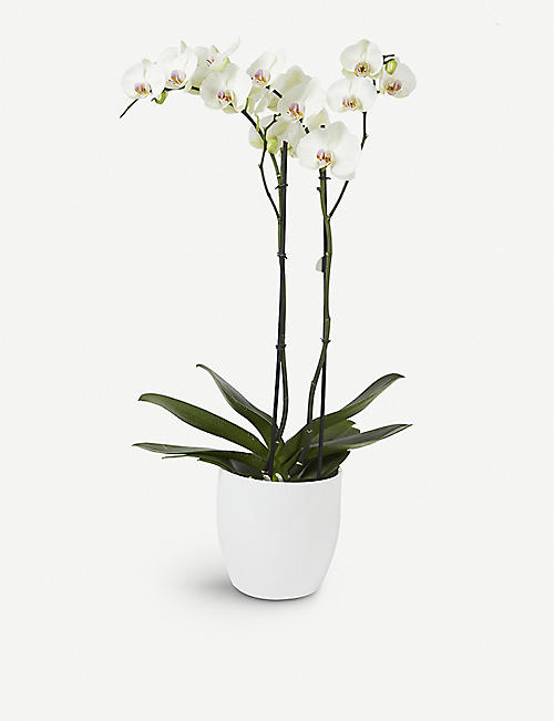 MOYSES STEVENS: White orchid 17cm