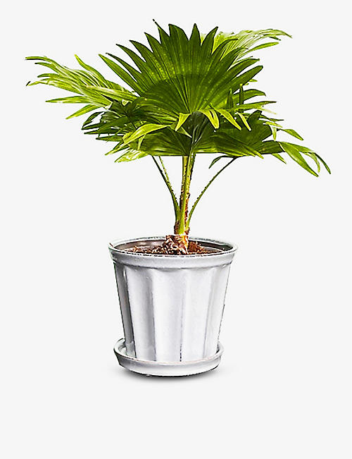 CANOPY PLANTS: Livistona Rotundifolia with ceramic pot