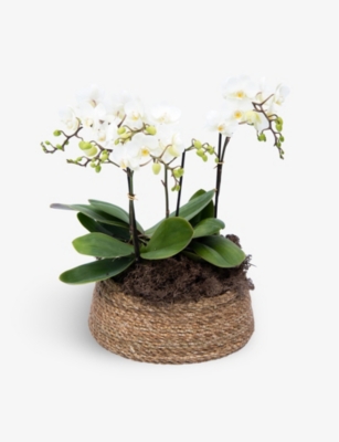 YOUR LONDON FLORIST: White Kolibri Phalaenopsis Orchid with pot