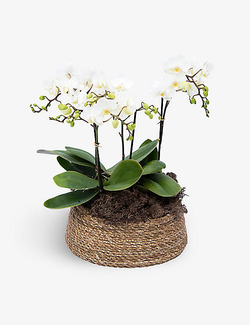 YOUR LONDON FLORIST: White Kolibri Phalaenopsis Orchid with pot