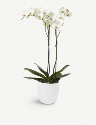 MOYSES STEVENS: White orchid 17cm