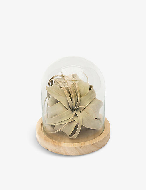 YOUR LONDON FLORIST: Father's Day air plant with glass dome