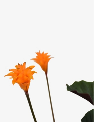 Calathea Crocata potted plant
