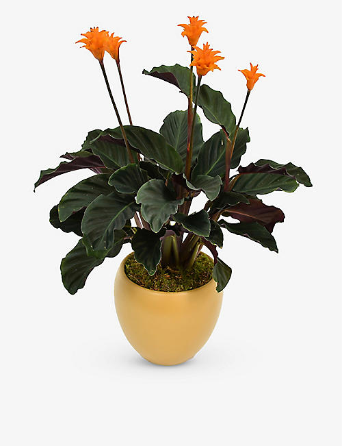 MOYSES STEVENS: Calathea Crocata potted plant