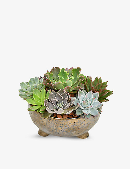 MOYSES STEVENS: Succulent Planter in glazed ceramic pot
