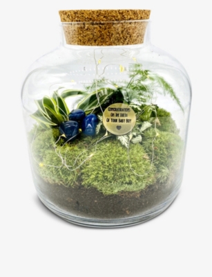 THE URBAN BOTANIST Baby Boy Grande Ecosystem recycledglass terrarium with lights