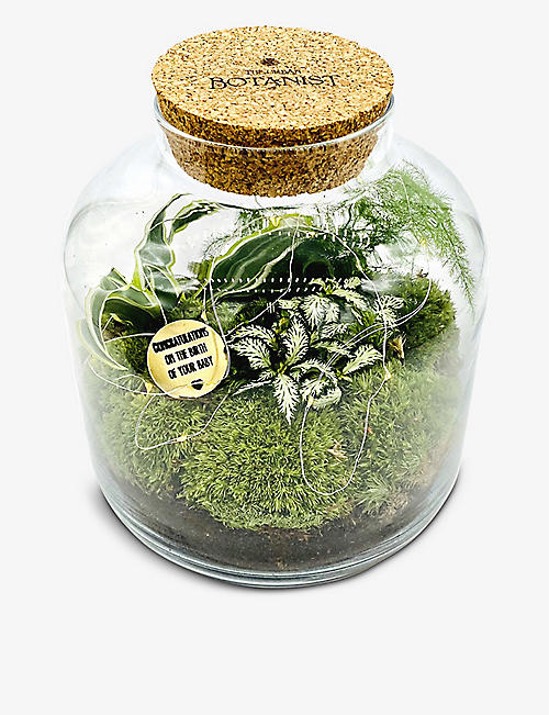 THE URBAN BOTANIST: Baby Grande Ecosystem recycled-glass terrarium with lights