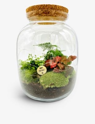 THE URBAN BOTANIST Birthday Biome Ecosystem recycledglass terrarium with lights