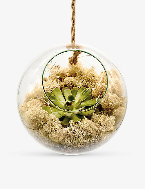 THE URBAN BOTANIST: Rustic Supersize Succulent glass bauble with lights
