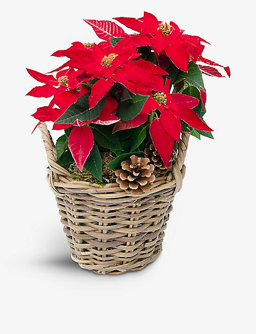 YOUR LONDON FLORIST: Red poinsettia fresh plant in wicker basket