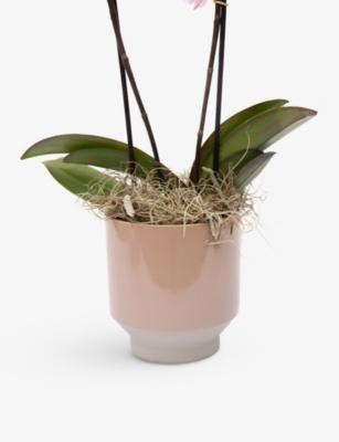 YOUR LONDON FLORIST: Lipstick orchid with ceramic pot