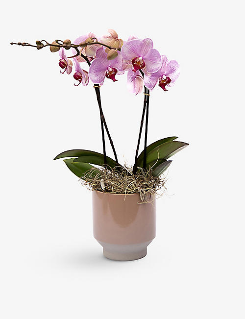 YOUR LONDON FLORIST: Lipstick orchid with ceramic pot