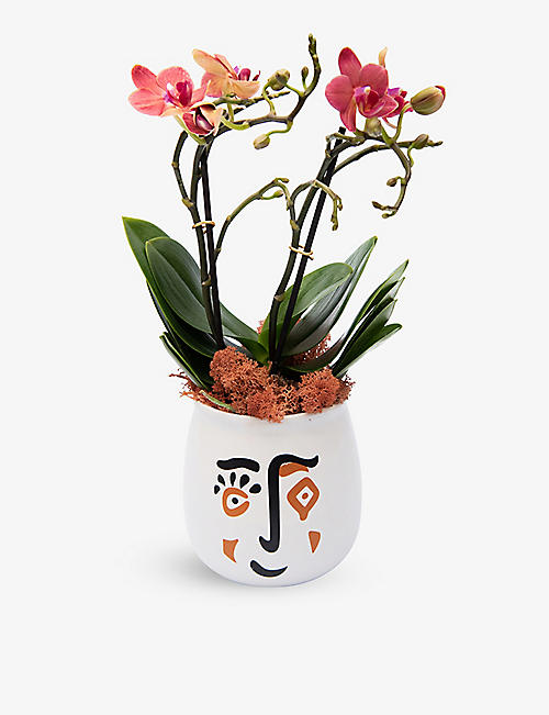 YOUR LONDON FLORIST: Kolibri orchid with ceramic pot
