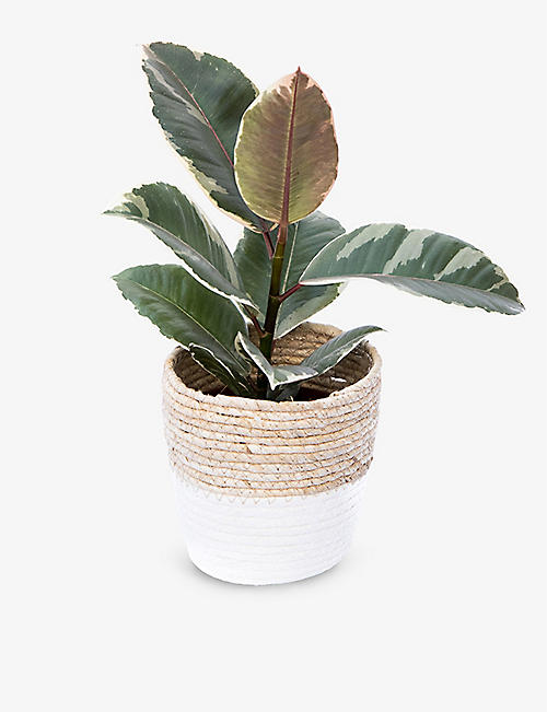 YOUR LONDON FLORIST: Rubber plant in straw basket