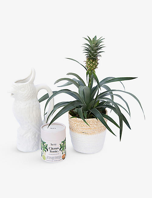 YOUR LONDON FLORIST: Tropical Pineapple plant gift set