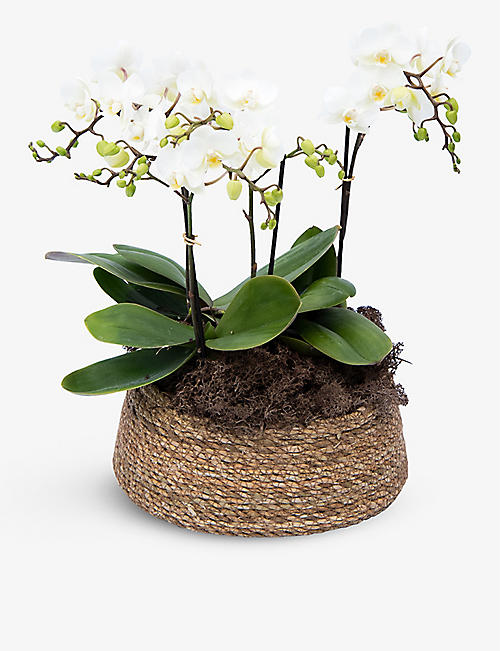 YOUR LONDON FLORIST: Kolibri Orchid with woven basket