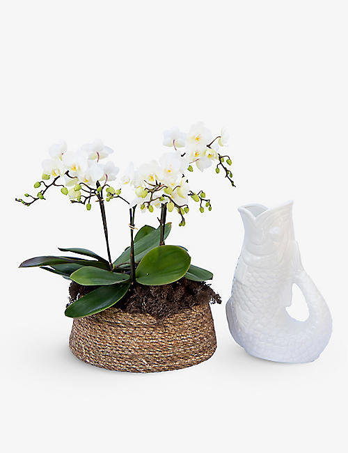 YOUR LONDON FLORIST: Kolibri Orchid Planter gift set