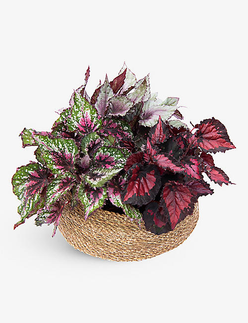 YOUR LONDON FLORIST: Begonias with woven straw basket