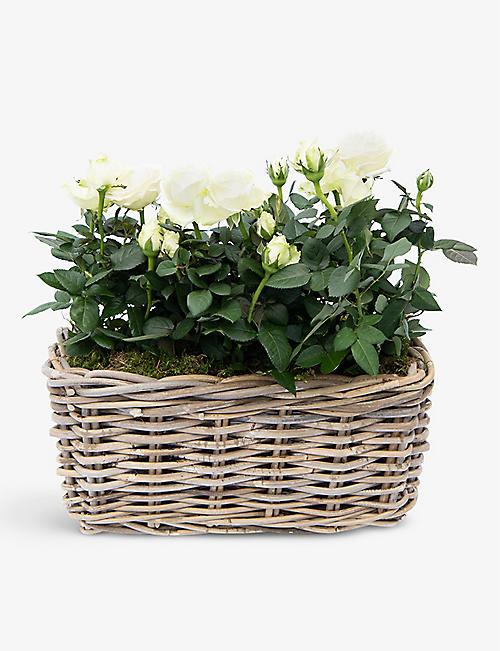 YOUR LONDON FLORIST: White mini rose planter