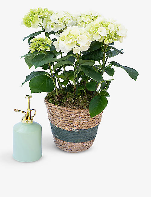 YOUR LONDON FLORIST: White hydrangea gift set