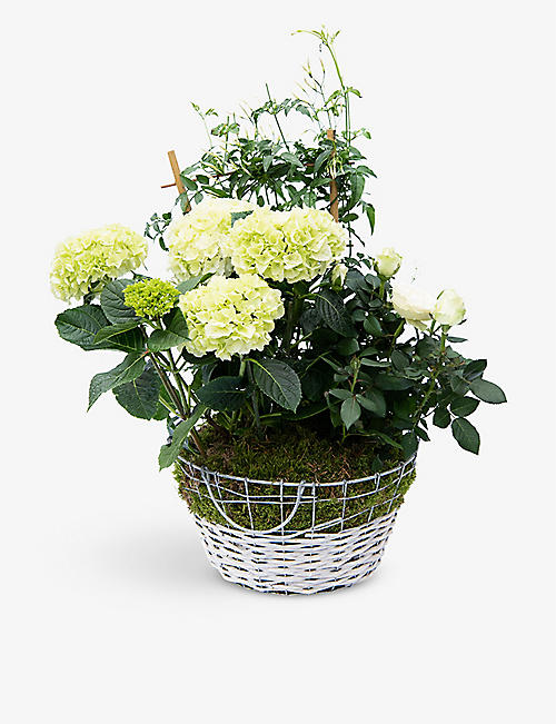 YOUR LONDON FLORIST: White hydrangea, rosemary and rose plants in zinc and wicker basket