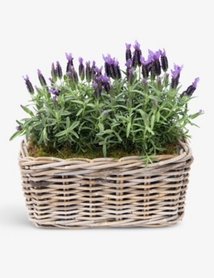 YOUR LONDON FLORIST: Lavender plant in wicker basket