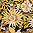 Brown Floral Zebra Wave - icon