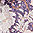Spliced Lavender Floral - icon