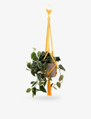 Deluxe Plant Hanger Macrame Kit – Stitch Happy.