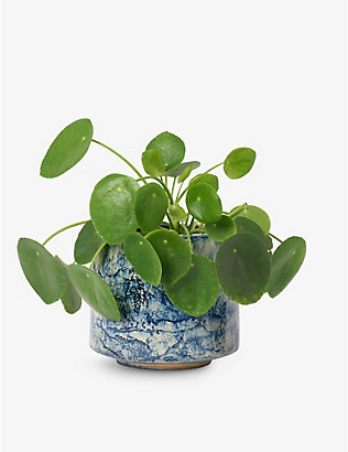 PATCH PLANTS: Penny the Chinese Money Plant in ceramic pot 10-20cm