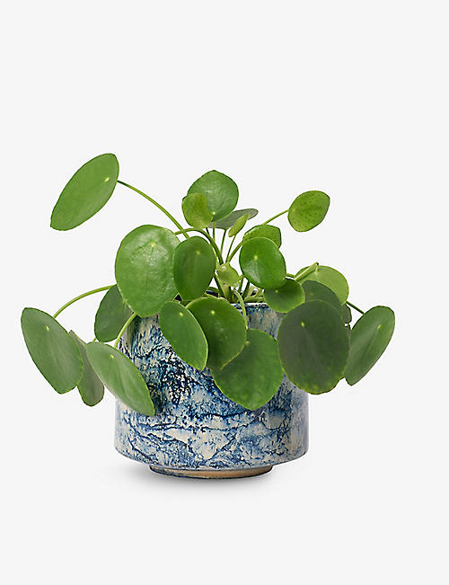 PATCH PLANTS： Penny the Chinese Money Plant 陶瓷壶 10-20 厘米