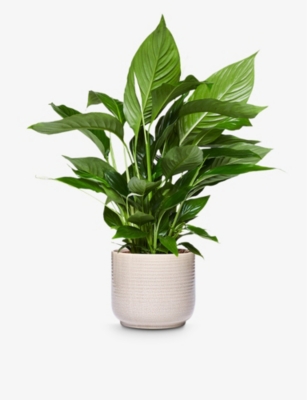 PATCH PLANTS: Pippa the Peace Lily plant in ceramic pot 70-80cm