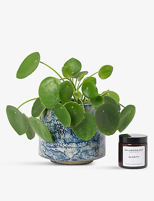 PATCH PLANTS: Penny the Chinese Money plant in ceramic pot and candle 10-20cm