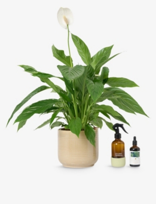 PATCH PLANTS: Pippa the Peace Lily plant in ceramic pot, mister and food 70-80cm